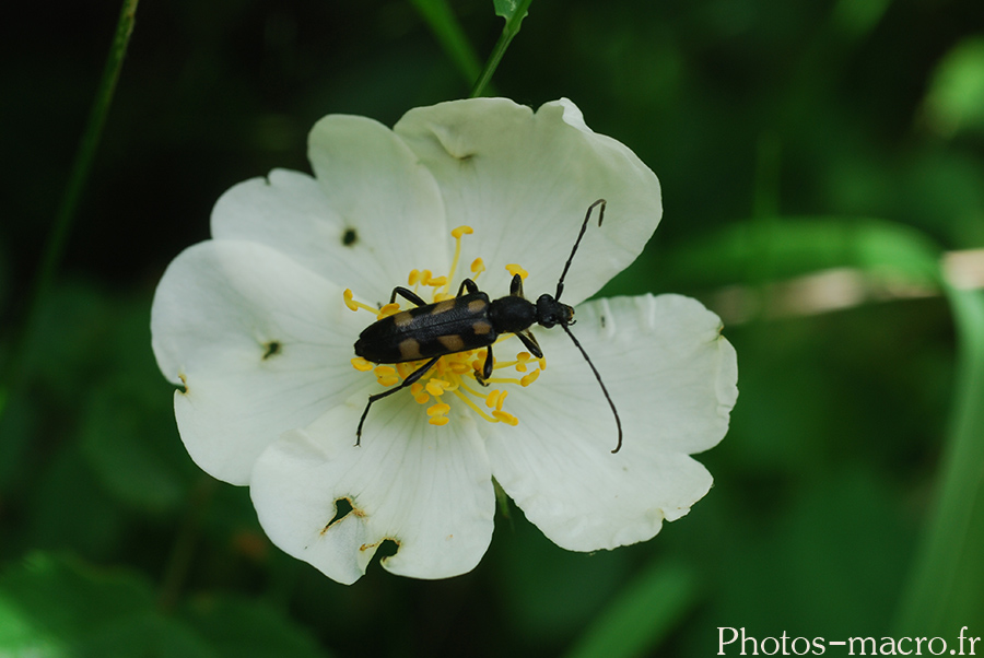 Anoplodera sexguttata